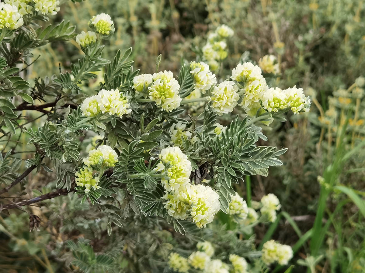 Anthyllis barba-jovis